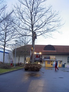 Ein Baum geht auf reisen.